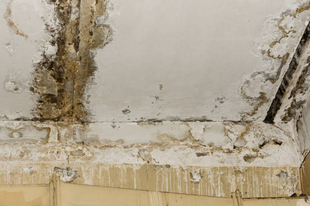 Best Asbestos and Lead Testing During Mold Inspection  in East Milton, FL