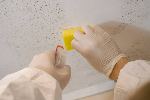 Best Attic Mold Removal  in East Milton, FL