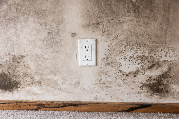 Trusted East Milton, FL Mold Removal Experts